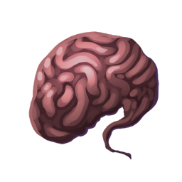 Brain