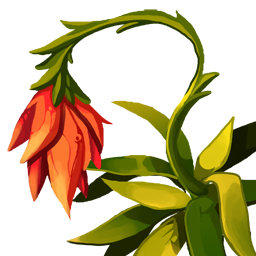 Heartbell Vine