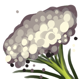 Cloud Yarrow