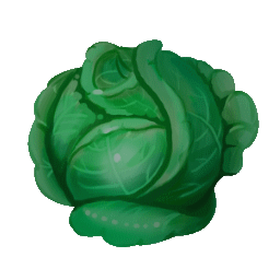 Cabbage