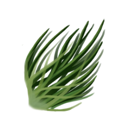 Mistypine Needles